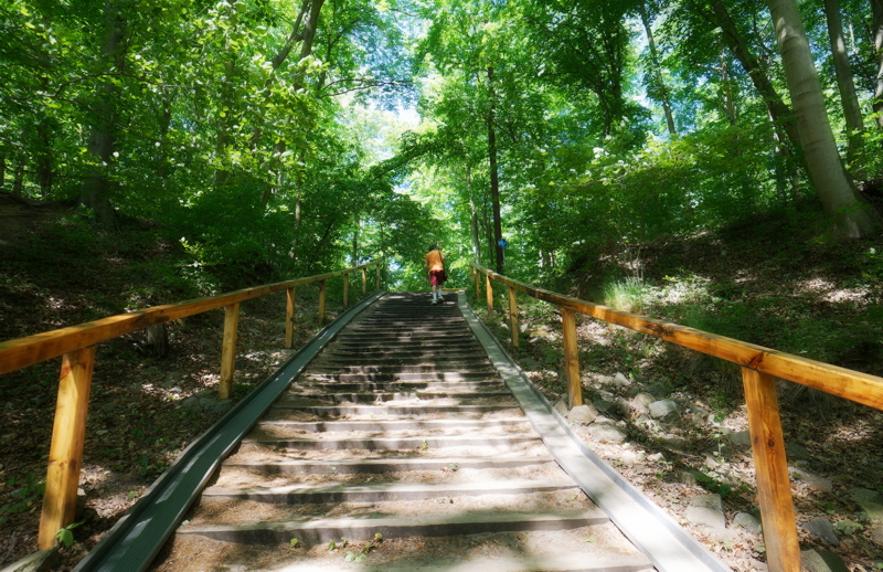 21 A long set of wooden stairs surrounded by a dense forest